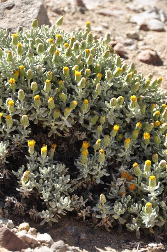 Arbusto com flores amarelas no nosso caminho para Plaza Francia, quase aos 4 mil metros de altitude, no Parque Provincial do Aconcágua, região de Mendoza, no oeste da Argentina